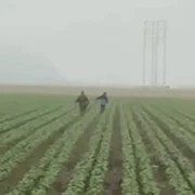 targeted workers produce farms ventura 106316605 webp