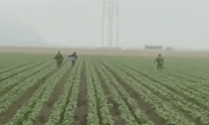 targeted workers produce farms ventura 106316605 webp
