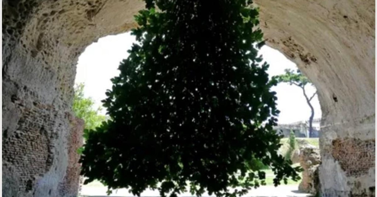 Unde se află copacul care crește invers și a uimit pe toată lumea! E un ...