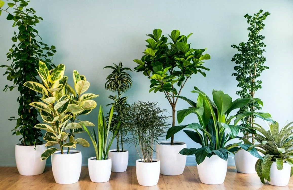 plante canicula jpg jpeg