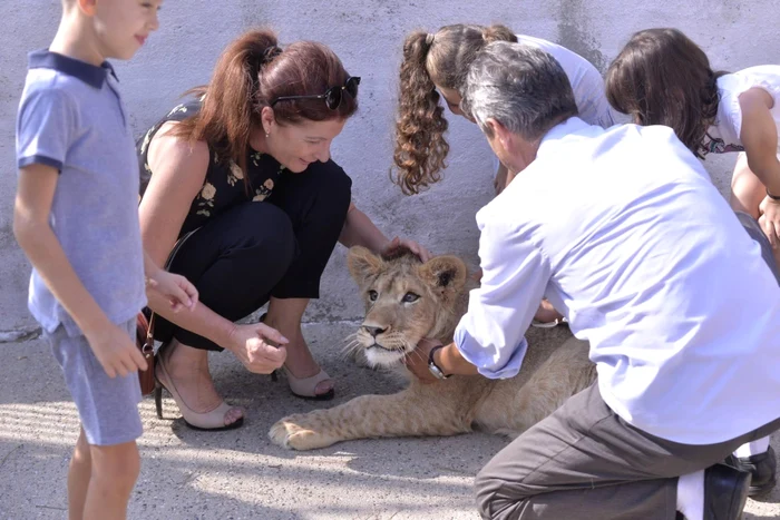 Leon, înconjurat de vizitatori ai Grădinii Zoologice
