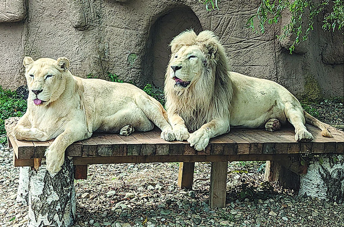 Leii albi,  vedetele  parcului. Foto: Facebook / Zoo Braşov