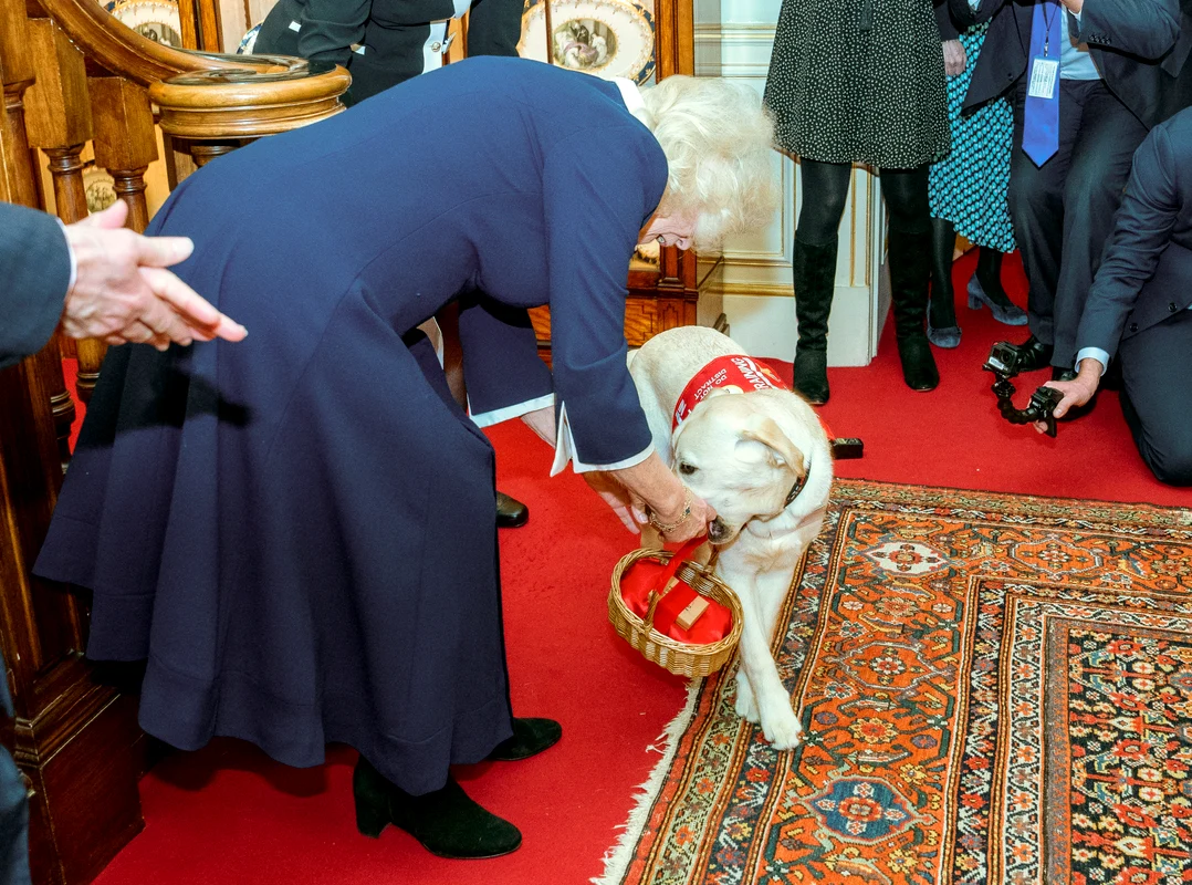 Regina Camilla a primit la Clarence House câini utilitari, Foto Getty Images