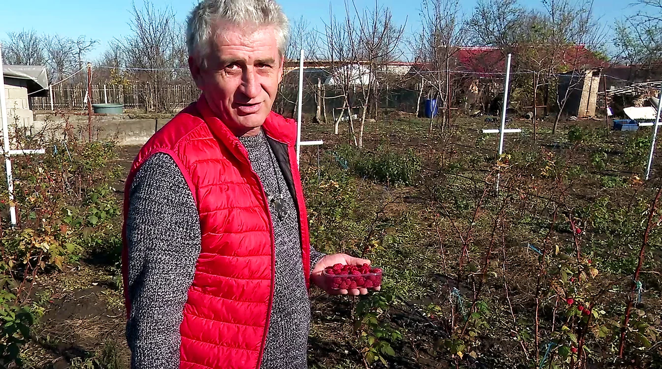 Dănuț Panait speră să aibă fructe până de sărbători FOTO Iulian Bunilă