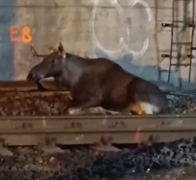Surpriză uriașă la metrou: Un elan rătăcit a oprit complet trenurile în Varșovia