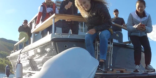 Hvladimir One Whale jpg