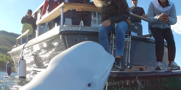 Hvladimir  One Whale jpg