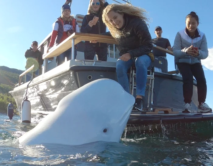 Beluga Hvaldimir era prietenoasă cu oamenii FOTO Facebook OneWhale 