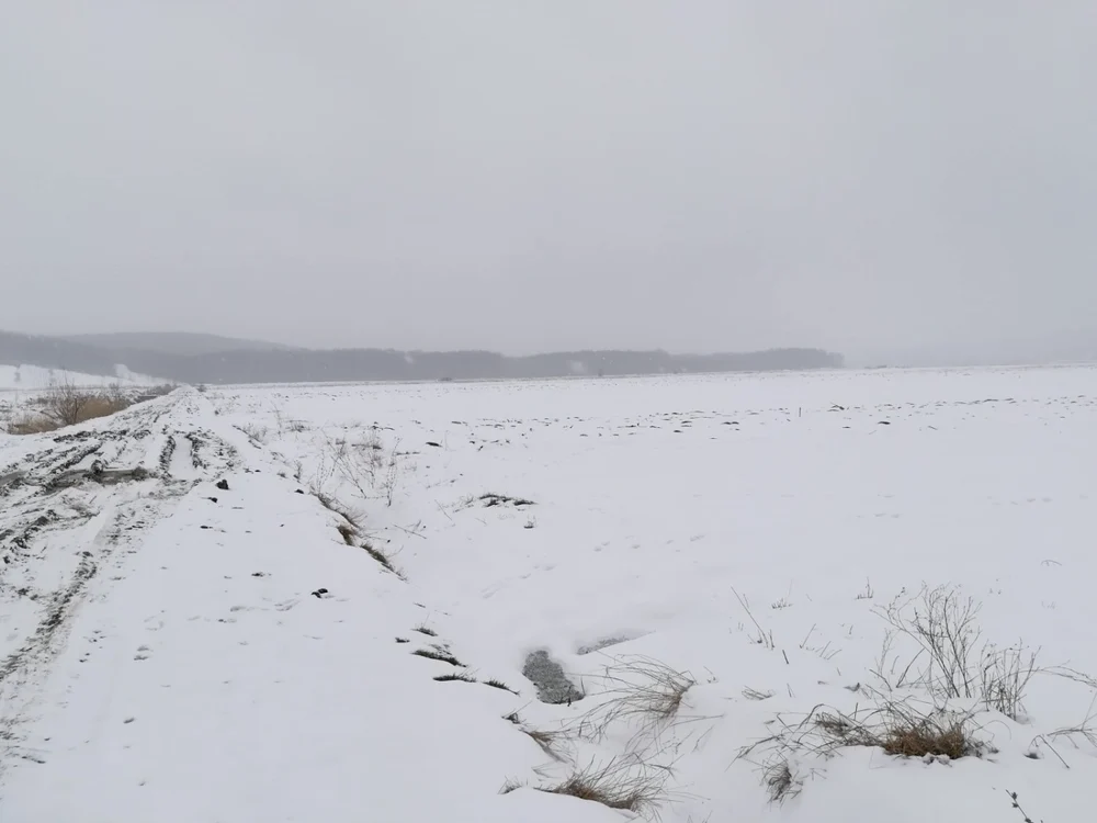 În zare se vede fantomatica pădure numită de oamenii locului Buduhal FOTO Cosmin Zamfirache
