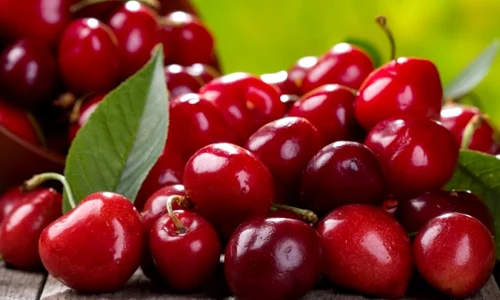 cirese shutterstock