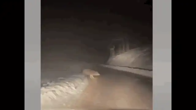 Imagini cu o haită de lupi care a ieșit din pădure în fața unei mașini. Unul dintre animale i-a dat fiori șoferului