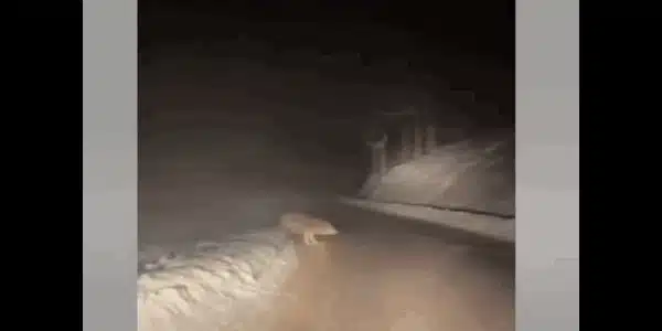 lupi  gif gif