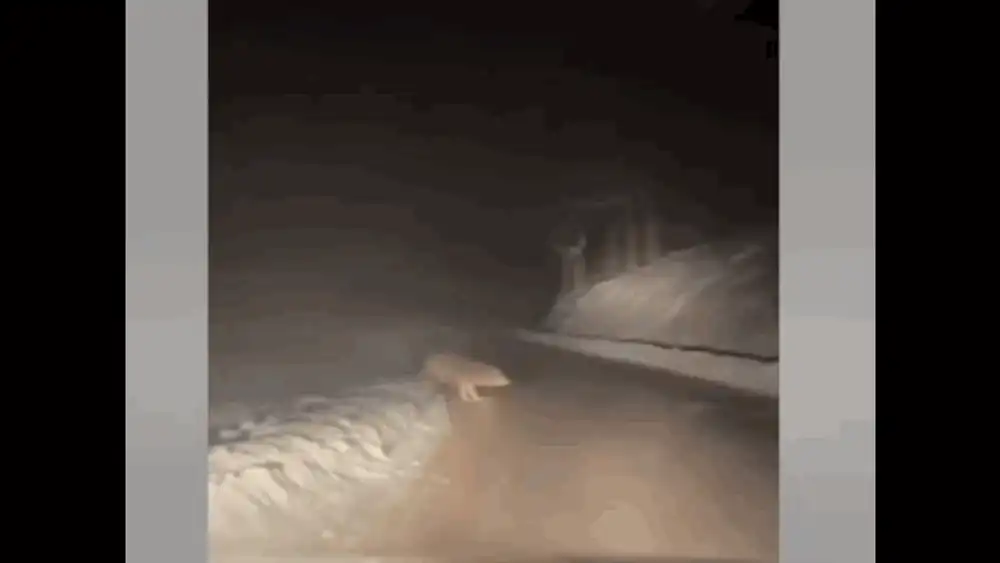 Imagini cu o haită de lupi care a ieșit din pădure în fața unei mașini. Unul dintre animale i-a dat fiori șoferului