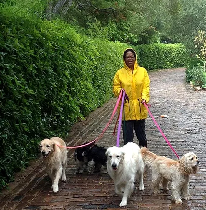 Oprah, cu o pelerină de ploaie galbenă, la plimbare cu cei cinci câini ai săi