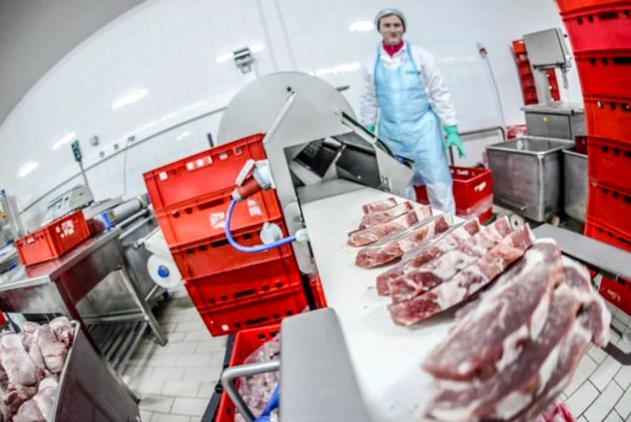 Porc feliat la Abatorul Diana Râmnicu Vâlcea