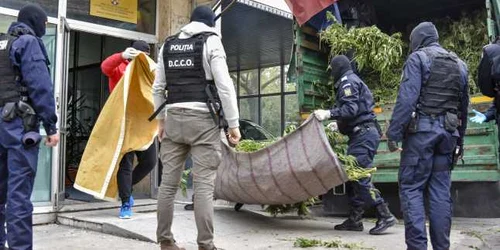 Captură canabis Mehedinţi / FOTO Inquam Photos / Justinel Stavaru / 29 sep 2017