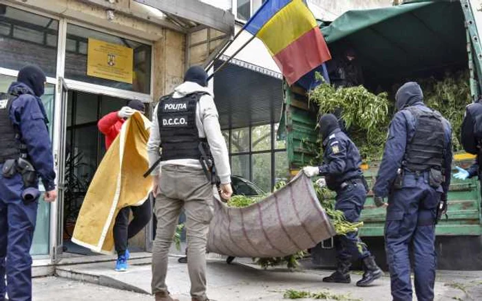 Captură canabis Mehedinţi / FOTO Inquam Photos / Justinel Stavaru / 29 sep 2017