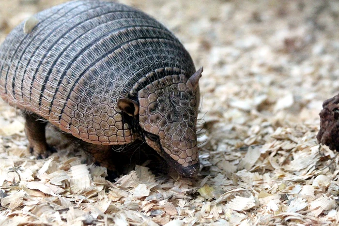 Nu se știe dacă rezultate obținute la armadillo vor putea fi folosite la oameni Foto: Pixabay