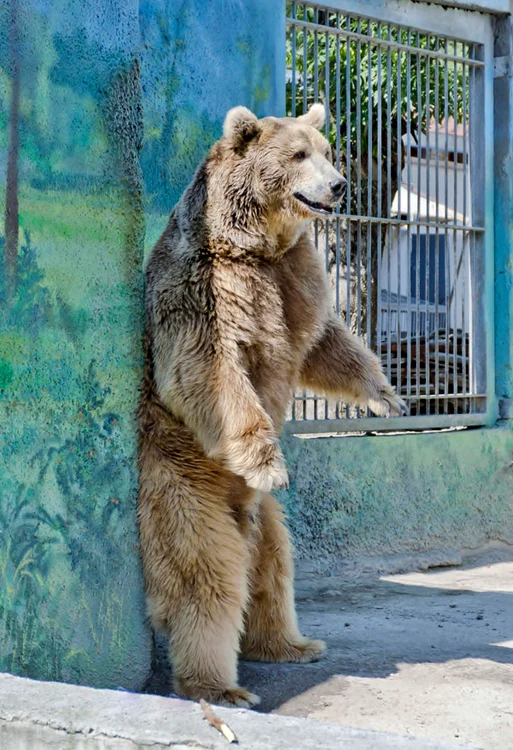 Dar continuă să se scarpine, încercând să acopere toată suprafaţa corpuluiFOTO Photoland Caters