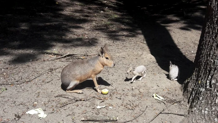 Grădina Zoologică din Timişoara FOTO Ş.Both