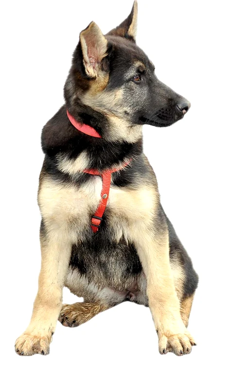 Bella a ajuns la Poliţia Constanţa de câteva zile (FOTOGRAFII: Replica de Constanţa)