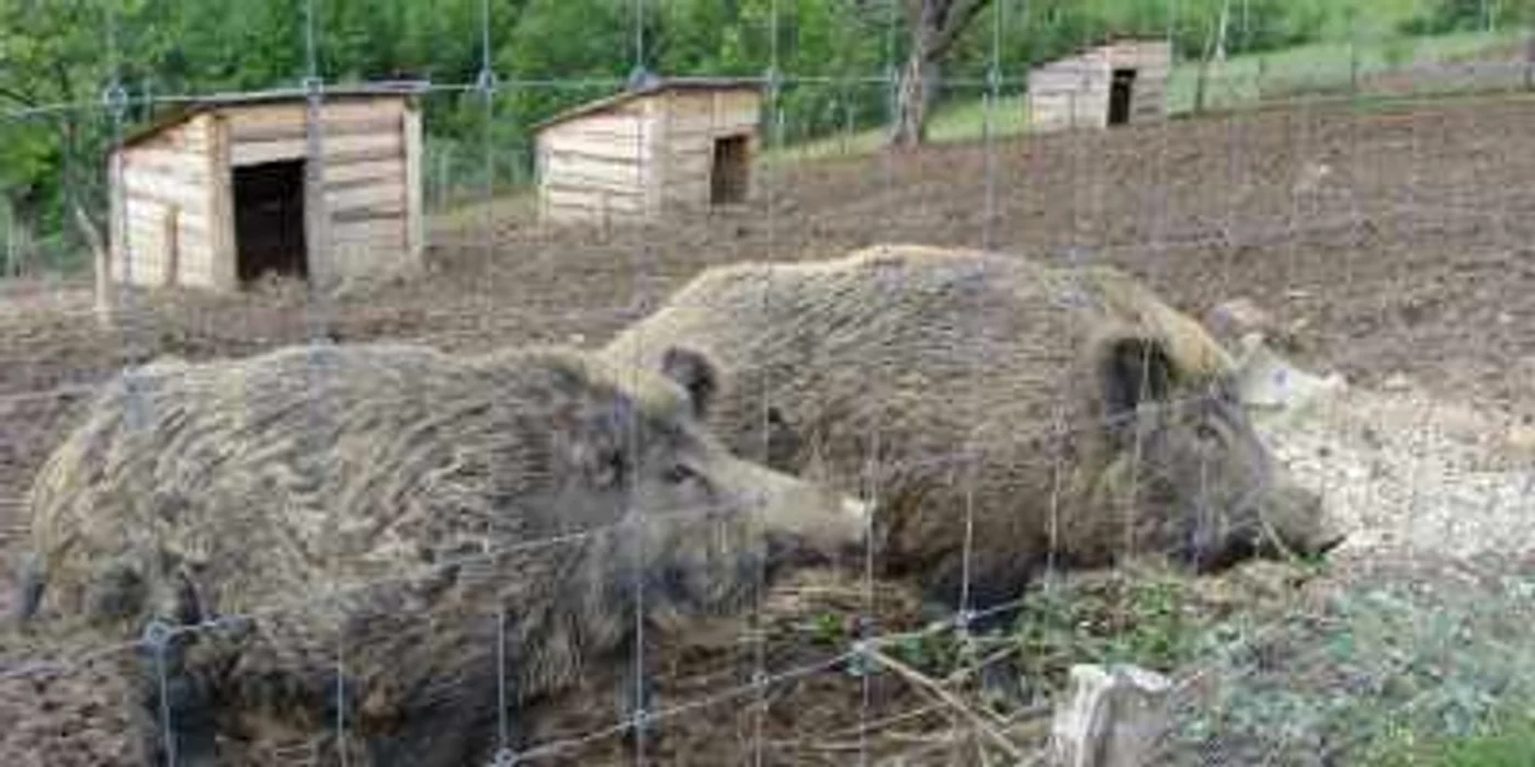 Foto: arhivă