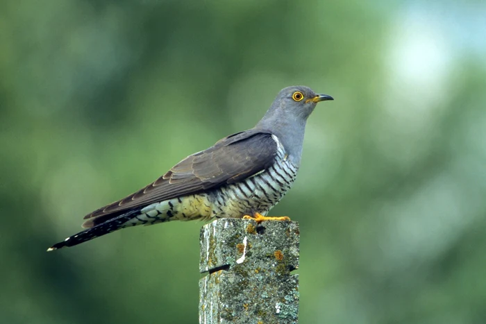 Profețiile cucului se împlinesc dacă se respectă anumite tradițiiFoto: Hepta