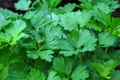 parsely 2417475 1280 jpg