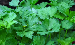 parsely 2417475 1280 jpg