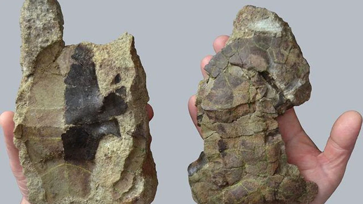 O nouă specie de țestoasă fosilă a fost descoperită în Geoparcul Internațional UNESCO Țara Hațegului jpeg
