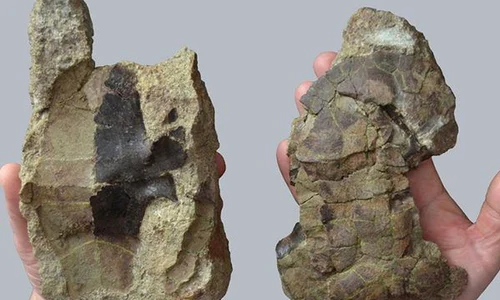 O nouă specie de țestoasă fosilă a fost descoperită în Geoparcul Internațional UNESCO Țara Hațegului jpeg