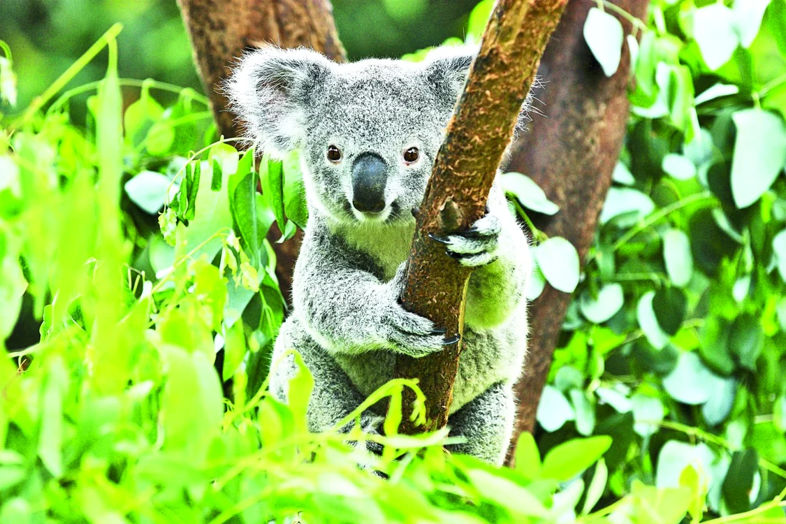 Ursulet Koala