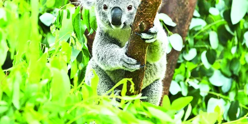 Ursulet Koala