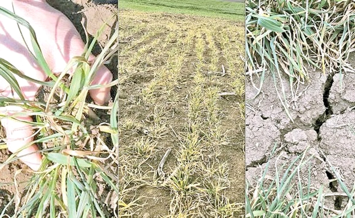 Producătorii spun că recolta de grâu 2020 este printre cele mai slabe din istorie