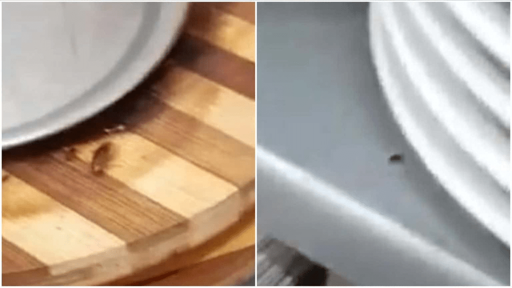 Gândaci în bucătăria unui restaurant din Alba Iulia. Ce decizii a luat Direcția de Sănătate Publică VIDEO