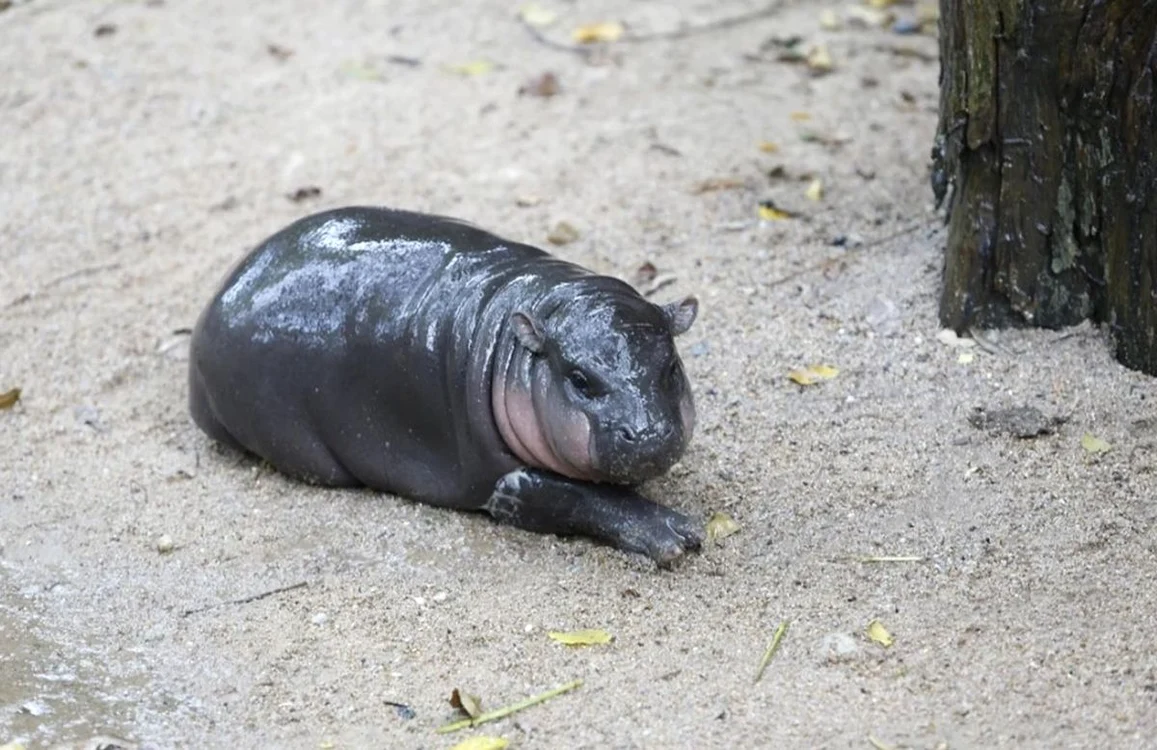 Puiul de hipopotam Moo Deng de la grădina zoologică Khao Kheow Open Zoo. FOTO Shutterstock