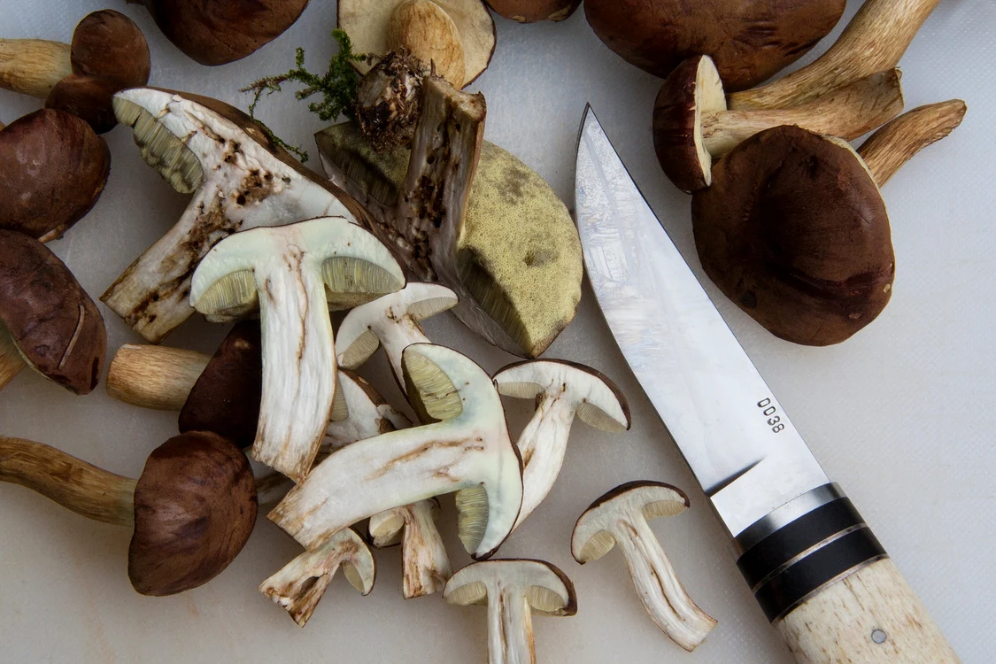 
    Ciupercile sunt o sursă excelentă de proteinăfoto: Pixabay  