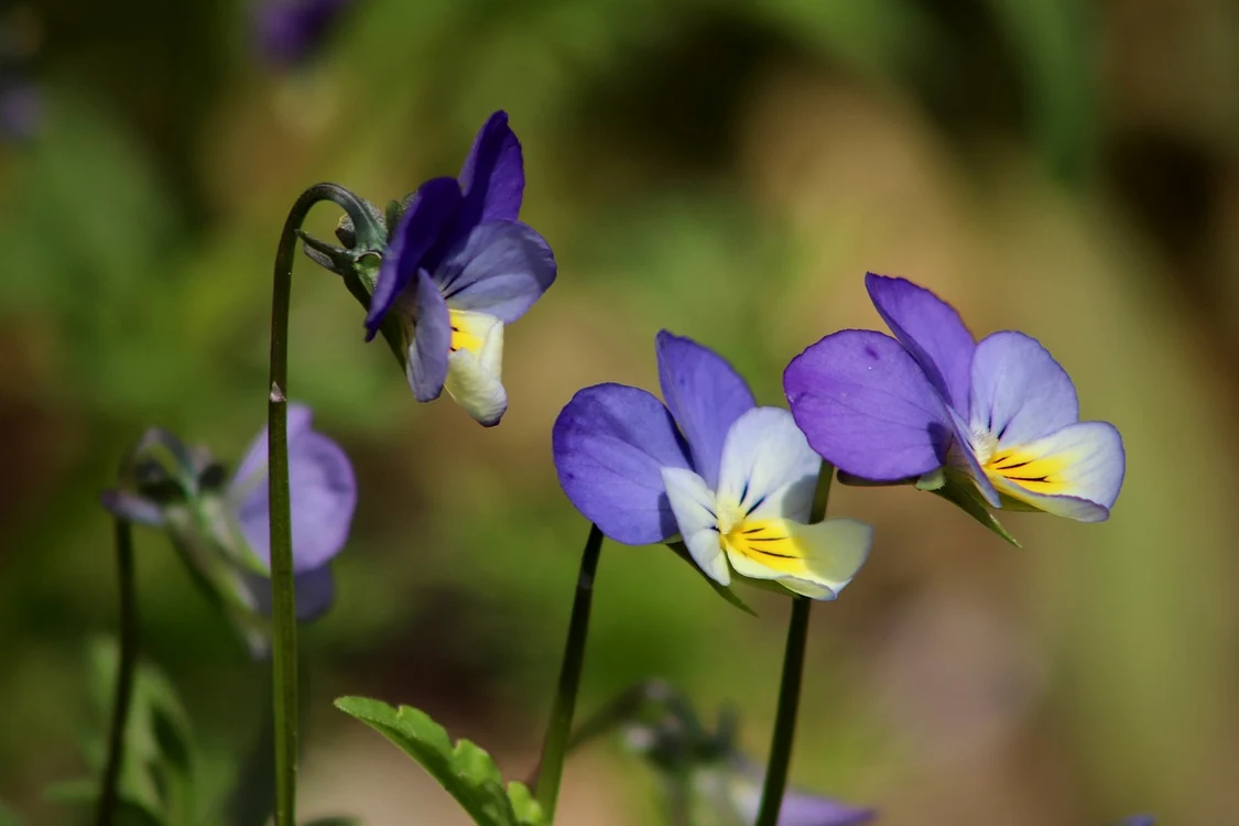 Violete / Foto: Pixabay