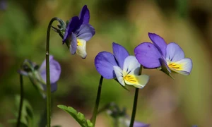 arable violets 4224439 1280 jpg
