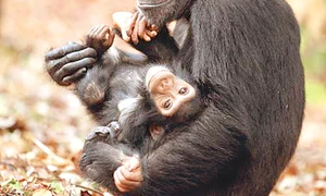 Un bebe cimpanzeu face primii paşi jpeg