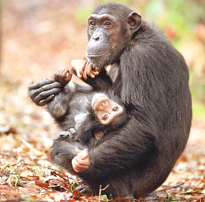 Un bebe-cimpanzeu face primii paşi