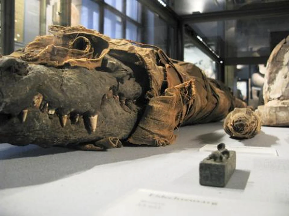 many egyptian animal mummies were boneless jpg jpeg