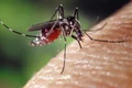 tantar west nile jpeg