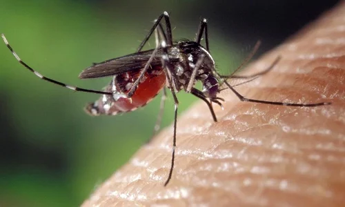 tantar west nile jpeg