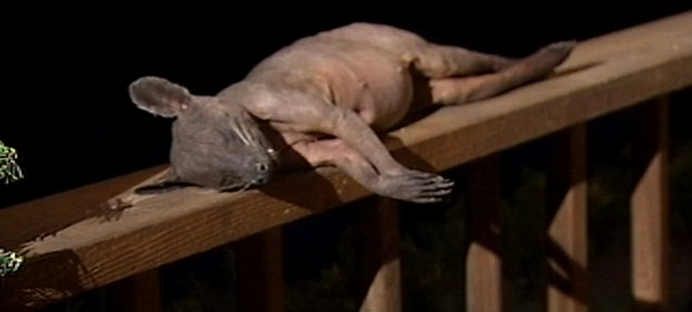 Animalul arată extrem de ciudat