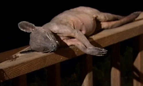 Animalul arată extrem de ciudat jpeg