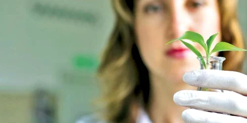 Celulele stem  din măr elveţian atenuează ridurile aşa-numite „laba gâştei“