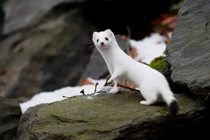Hermina este un prădător FOTO: Wikipedia