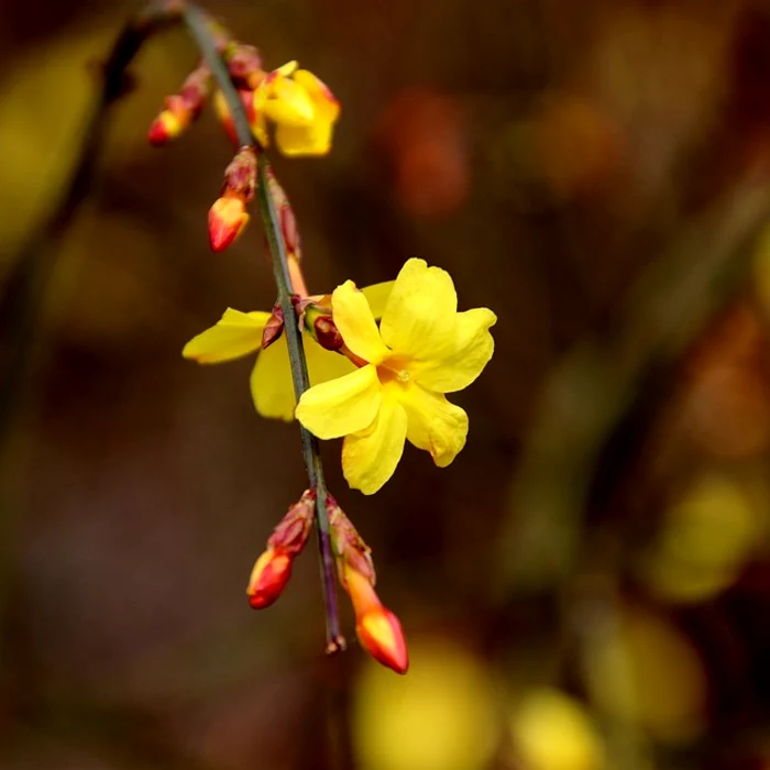 Iasomia de iarnă / foto: Pixabay 