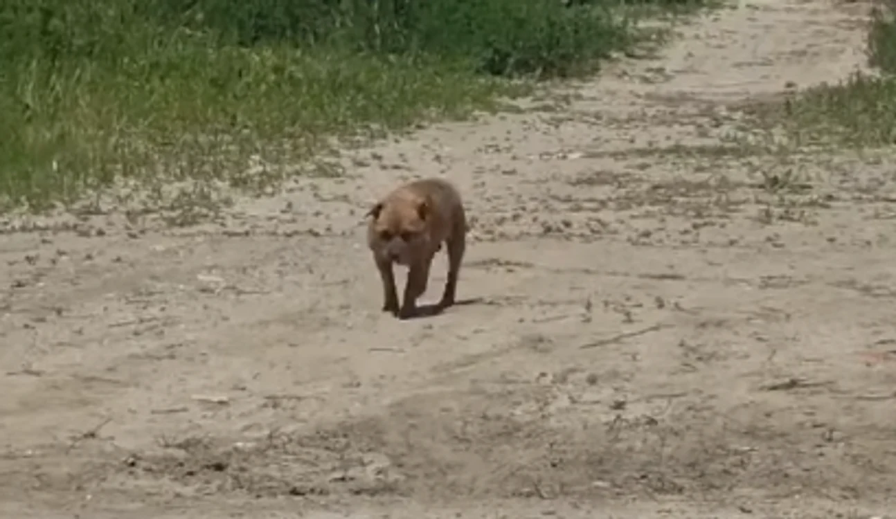 Câine abandonat în Mamaia / Foto: captură video Facebook